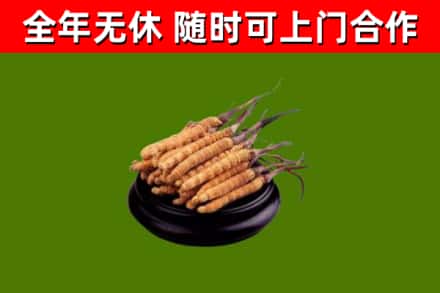 伊犁哈萨克回收散虫草