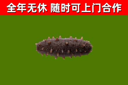 伊犁哈萨克回收海参干